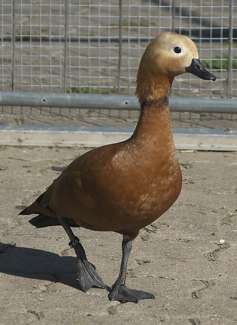 转变